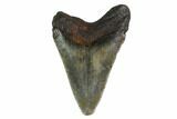 Juvenile Megalodon Tooth - North Carolina #160488-1